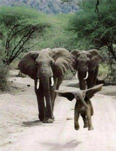 baby elephant